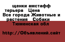 щенки амстафф терьера › Цена ­ 30 000 - Все города Животные и растения » Собаки   . Тюменская обл.